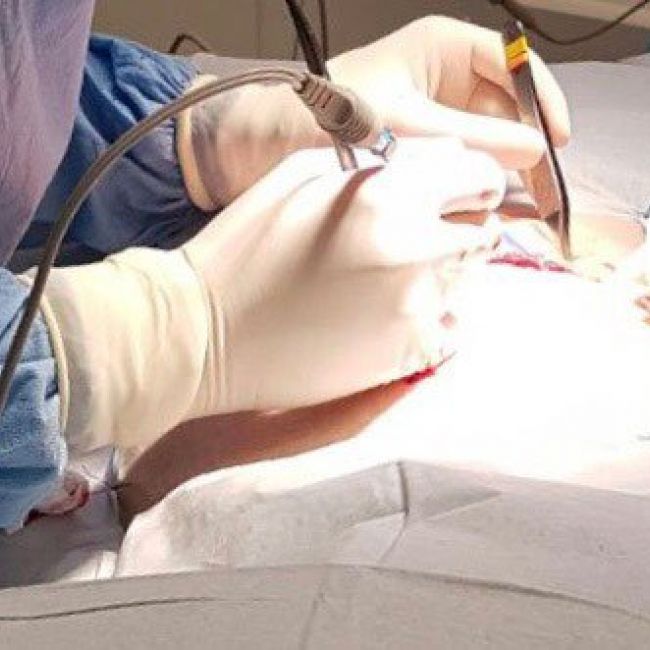 Cirugía y endoscopia veterinaria ambulante en Madrid